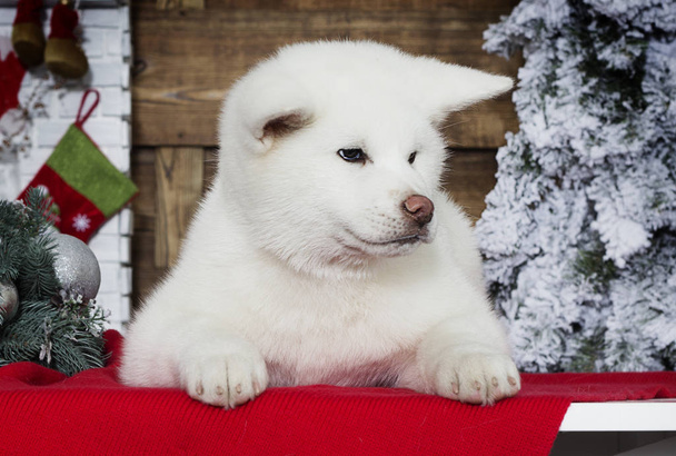 akita inu puppy on a new year background - Photo, Image
