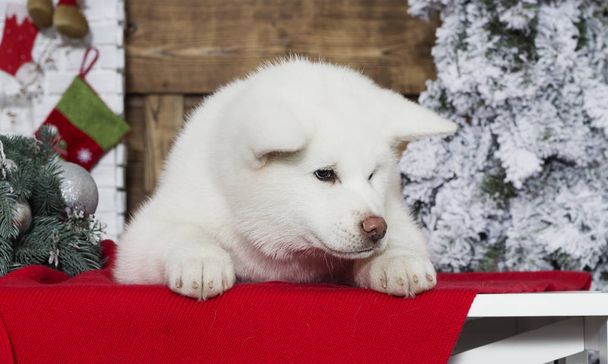 akita inu puppy on a new year background - Photo, Image