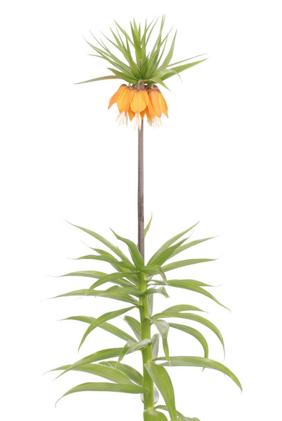 Flores de la Corona Real en el estudio. Corona de Kaiser (Fritillaria imperialis) aislada sobre fondo blanco
 - Foto, imagen