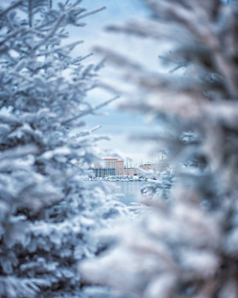 Yapay kar köknar-Marsilya şehir ağacında kaplı. Köknar ağacının dalını karla kaplı, yakın çekim. frosts keskin. muhteşem ışık ve renkli resim. - Fotoğraf, Görsel