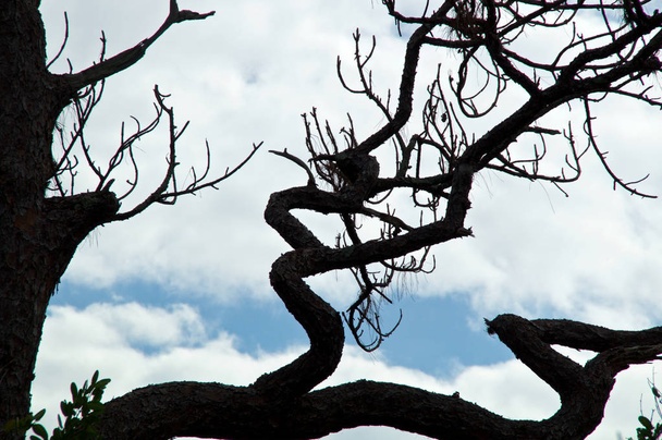 Mirando hacia la parte superior de un pino Slash muerto, mostrando ramas espeluznantes, torcidas y retorcidas contra un cielo lleno de nubes
. - Foto, imagen
