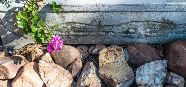 A small pink bloom isolated against a rocky background image with copy space in landscape format - Photo, Image