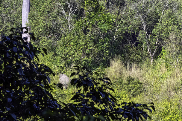 Wild Indian elephant (Elephas maximus indicus) in the jungle - Jim Corbett National Park, India - Photo, Image