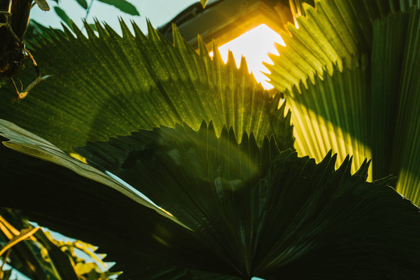 Folhas de palma fundo verde escuro, plantas cultivadas no jardim botânico
. - Foto, Imagem