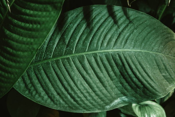 tropical leaf texture, dark green foliage nature background. - Valokuva, kuva