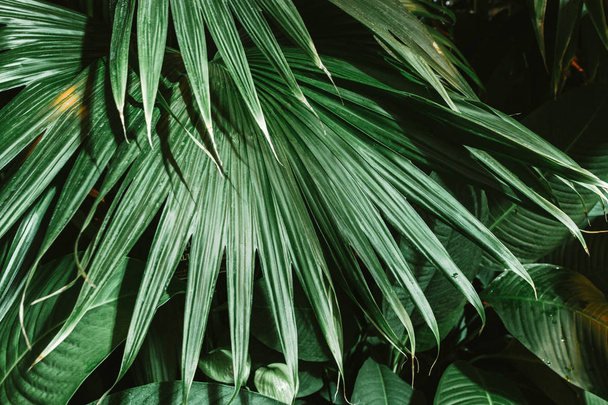 Feuilles de palmier fond vert foncé, plantes cultivées dans le jardin botanique
. - Photo, image