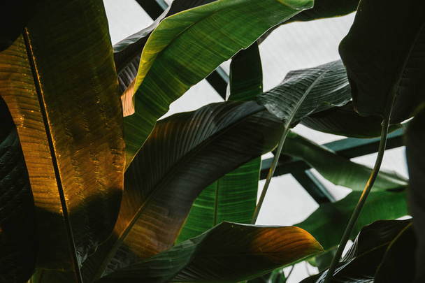 tropical leaf texture, dark green foliage nature background. - Photo, image