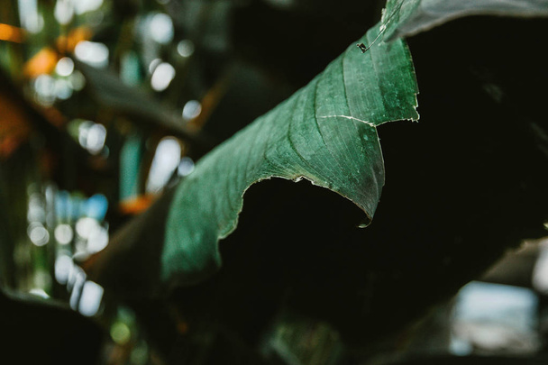 tropical leaf texture, dark green foliage nature background. - Photo, image