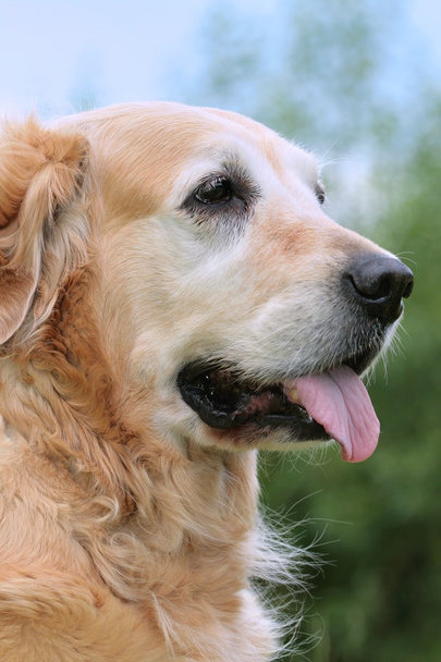 Portrait chien - golden retriever
 - Photo, image