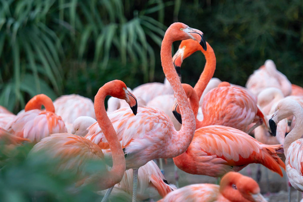 Group of Chilean Flamingos (Phoenicopterus chilensis) - Photo, Image