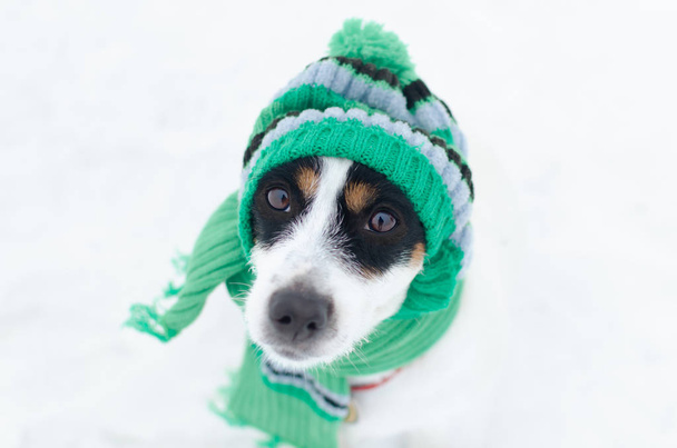 Triste Jack Russell Terrier perro en una gorra de punto verde y bufanda. Ropa de invierno para perros
. - Foto, imagen