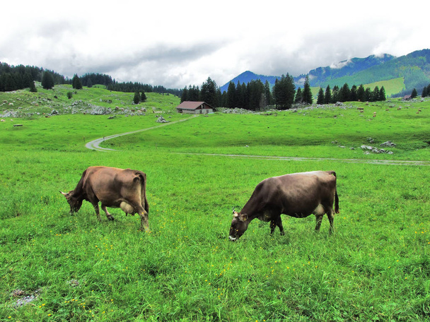 Vacas nos arredores da região de Appenzellerland - Cantão de Appenzell Innerrhoden, Suíça
 - Foto, Imagem