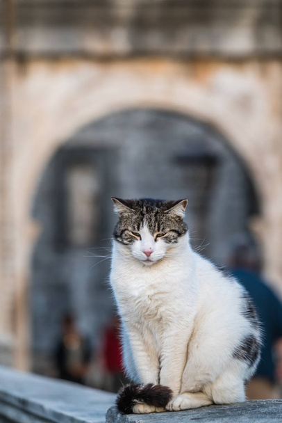 Ritratto di un piccolo gatto assonnato bianco seduto su un portico a Dubrovnik
 - Foto, immagini
