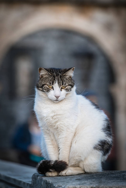 Küçük beyaz bir kedi Dubrovnik Köprüsü verandada portresi - Fotoğraf, Görsel