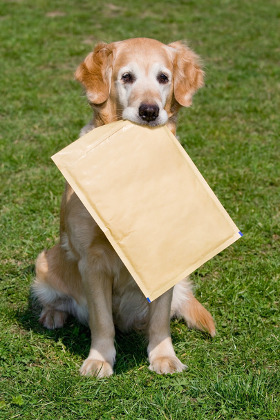 χρυσόs retriever - ως mailman - Φωτογραφία, εικόνα