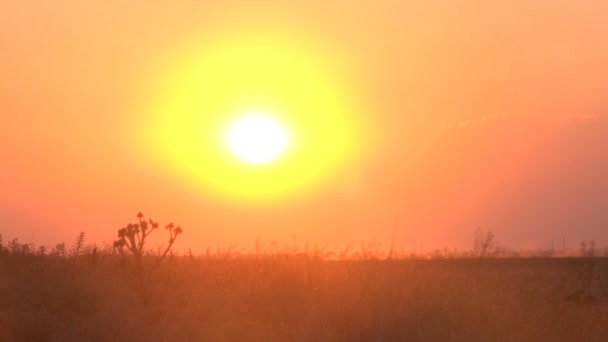 Gyönyörű naplemente a réten - Felvétel, videó