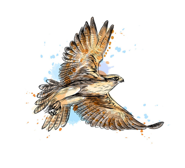 Falcon in flight from a splash of watercolor, hand drawn sketch - Vector, Image