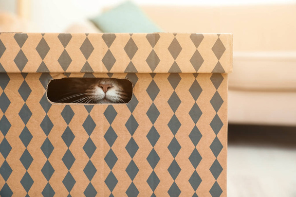 Adorable Maine Coon cat in cardboard box at home. Space for text - Foto, Imagem