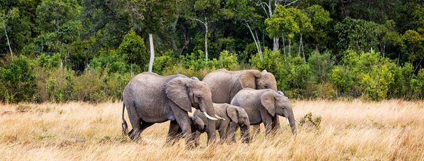 Rodzina słonie afrykańskie, idąc przez łąki, Kenia, Afryka - Zdjęcie, obraz