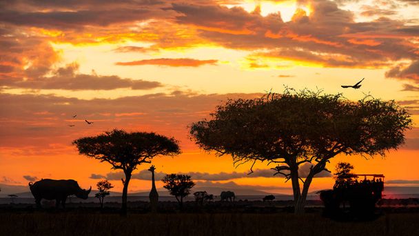 黄金の夕日のシーンの中にアフリカの野生動物サファリ ドライブ  - 写真・画像