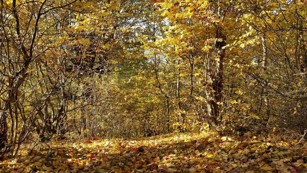 秋の色フランス persika - 写真・画像