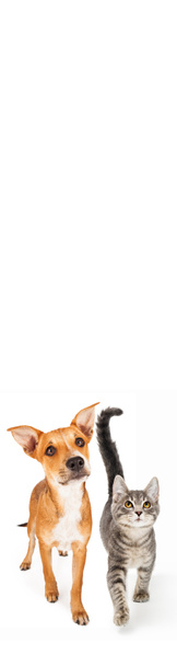 niedliche Hund und Katze, die vorwärts gehen und isoliert auf weißem Hintergrund nach oben schauen, Nahaufnahme  - Foto, Bild