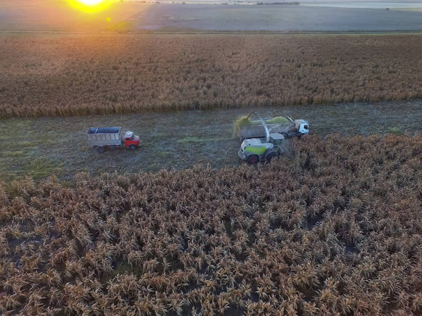 Récolte de sorgho en La Pampa, l'Argentine
 - Photo, image