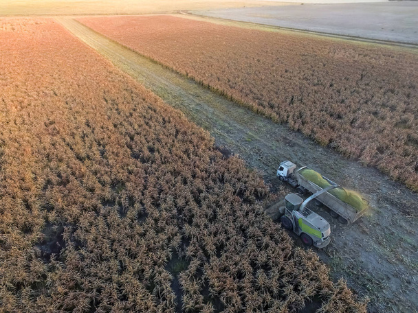 Урожай сорго в Ла-Пампе, Аргентина
 - Фото, изображение