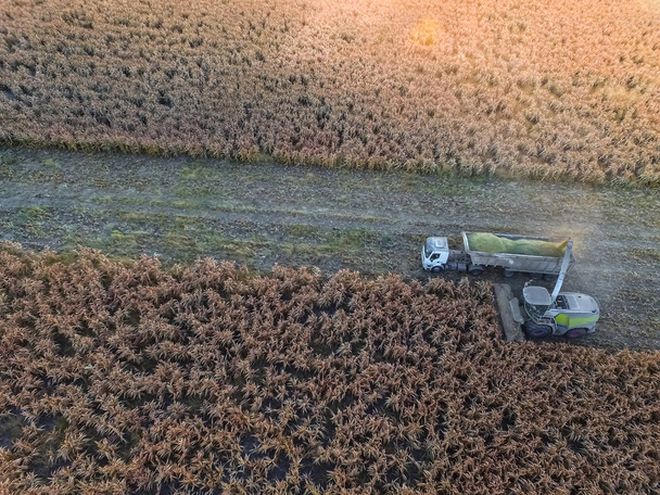 Συγκομιδή σόργου στη La Pampa, Αργεντινή - Φωτογραφία, εικόνα
