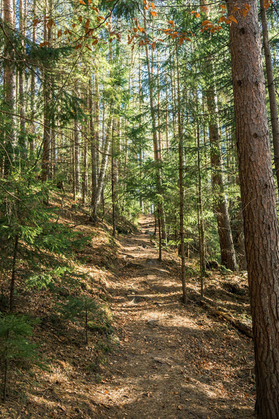 coniferous forest of trees with a full frame trail - Valokuva, kuva