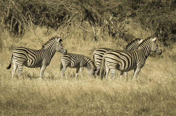 Branco di zebre nella Savana africana
 - Foto, immagini