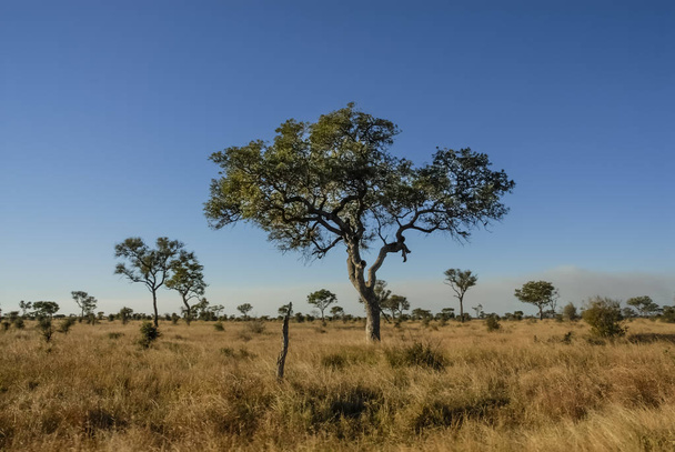 Krajobraz Afryki sawanny, Republika Południowej Afryki - Zdjęcie, obraz