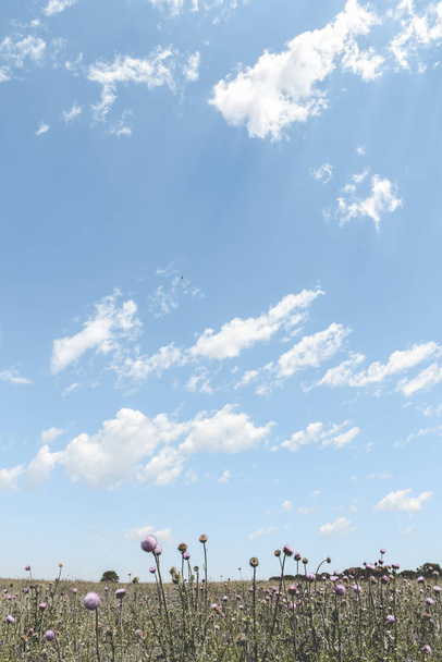 όμορφο χωράφι με άγρια λουλούδια και μπλε ουρανό - Φωτογραφία, εικόνα