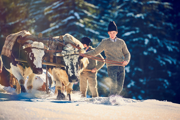 Vama, Romania -26 January 2018: Romanian lumberjacks guiding his two oxen to pull the tree in the winter time - Valokuva, kuva