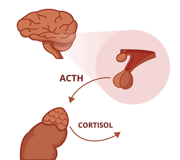 Pituitária e glândula adrenal. O hormônio adrenocorticotrópico estimula a função da glândula adrenal
 - Vetor, Imagem