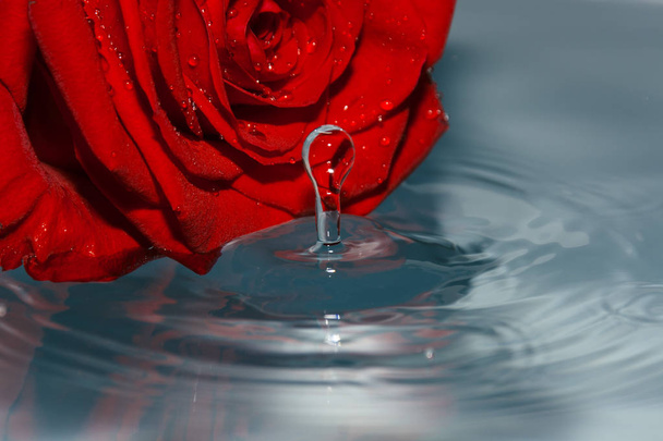 red rose in water with water drop - Fotoğraf, Görsel