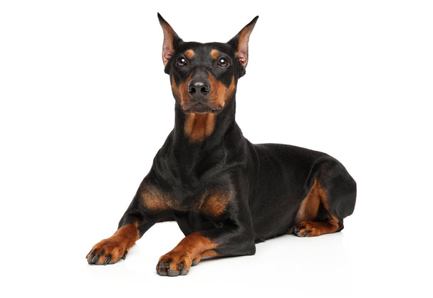Portrait of a young German Pinscher lying in front of white background - Photo, Image