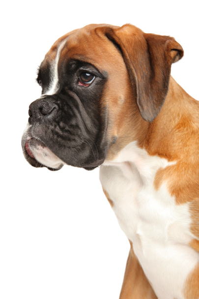 Profile portrait of Boxer puppy isolated on white background. Baby animal theme, side view - Photo, Image