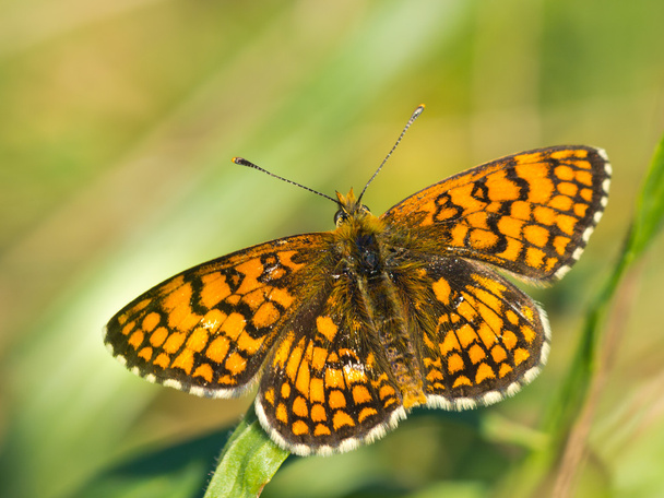 Papillon Réchauffer ses ailes au soleil
 - Photo, image