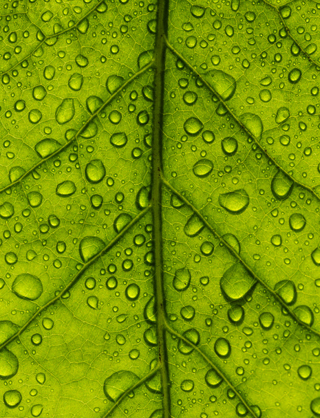 The texture of green leaves and the drops of water on them - Photo, Image