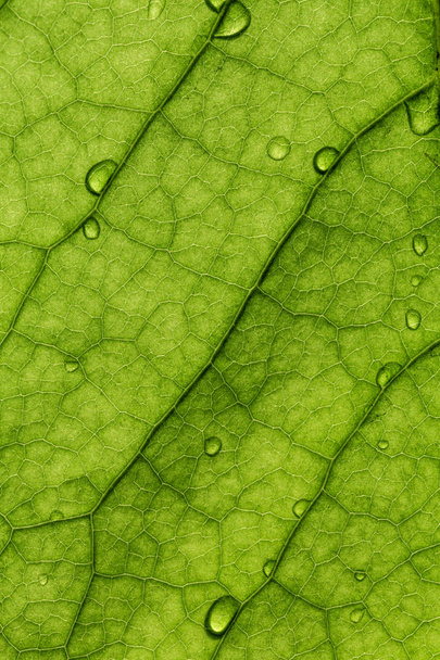 La textura de las hojas verdes y las gotas de agua sobre ellas
 - Foto, Imagen