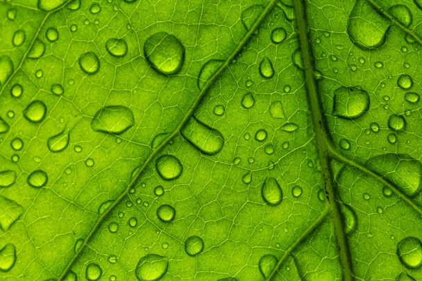 A textura das folhas verdes e as gotas de água sobre elas
 - Foto, Imagem