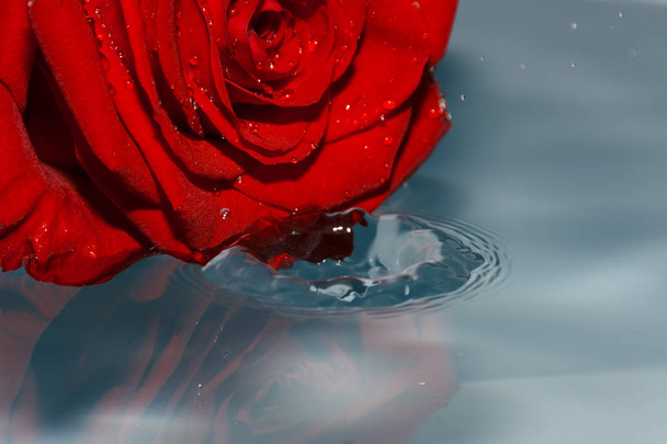 red rose in water with water drop - 写真・画像