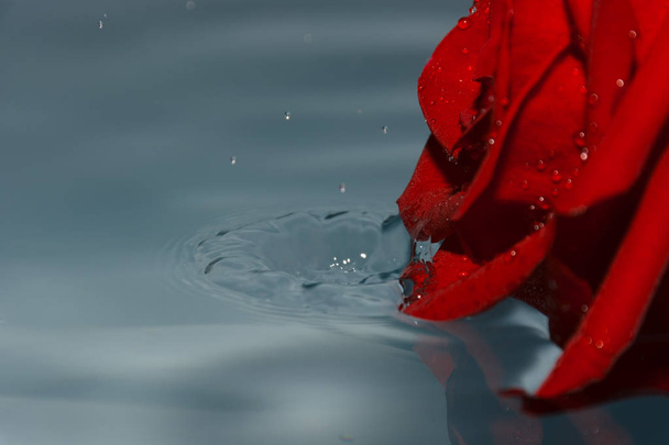 punainen ruusu vedessä vesipisaralla
 - Valokuva, kuva