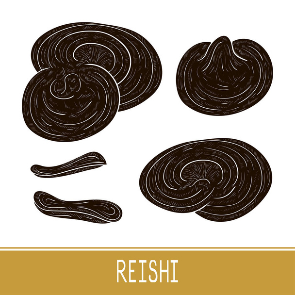 Reishi. Mushroom. Set. Sketch. Black silhouette. - Vector, Image
