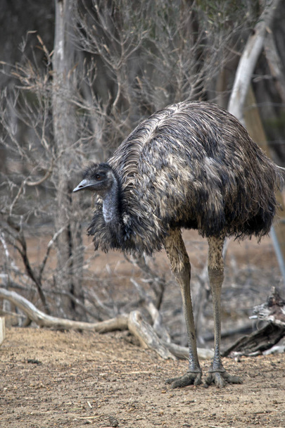 the Austalian emu is standing in the bush - Foto, Imagen