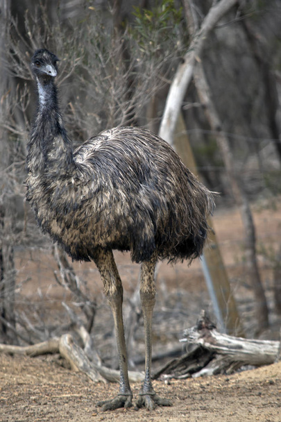 the Austalian emu is standing in the bush in Australia - Fotoğraf, Görsel