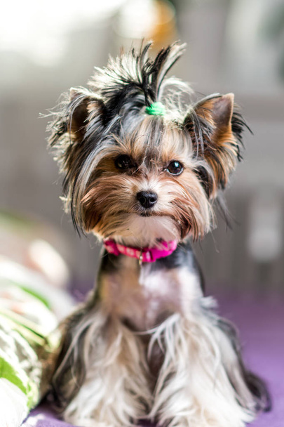 cute Biewer Yorkshire Terrier sitting or resting on a bed. Dogs portrait - Photo, Image