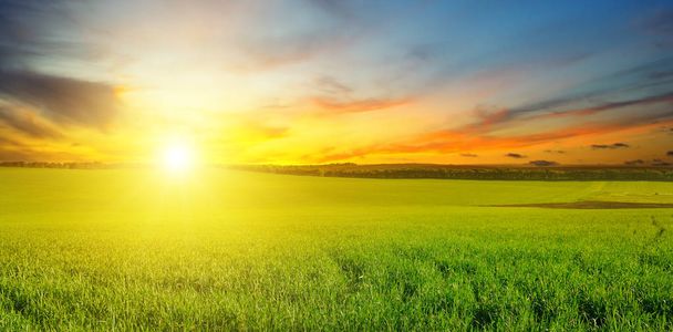 Green field and blue sky with light clouds. Above the horizon is a bright sunrise. Agricultural landscape. Wide photo. - Foto, Imagem
