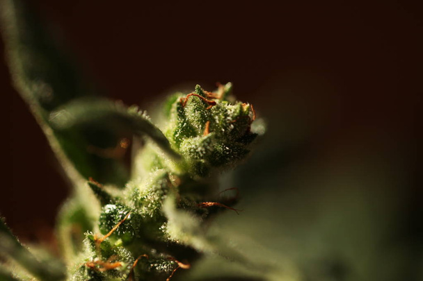 lékařské konopí marihuana zblízka  - Fotografie, Obrázek